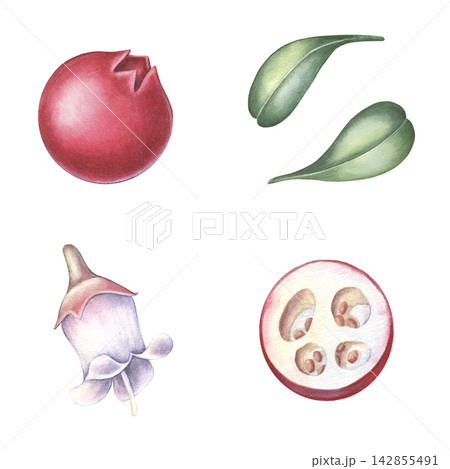 Cowberry set, whole and half berry, leaves, flower. Hand-painted watercolor illustration isolated on white for food packaging, tea, jam, desserts, drinks, branding, stickers, cards, recipes, designs Cowberry set, whole and half berry, leaves, flower. Hand-painted watercolor illustration isolated on white for food packaging, tea, jam, desserts, drinks, branding, stickers, cards, recipes, designs 142855491