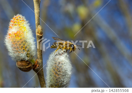 A bee on a branch of a blooming willow 142855508