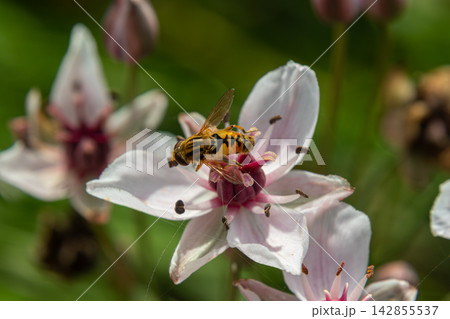Long Hoverfly Sphaerophoria scripta feeding on delicate white flowers during sunny midday in a vibrant garden setting 142855537