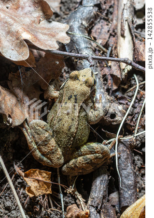 Common Frog Rana temporaria resting among fallen leaves in the forest during early spring 142855538
