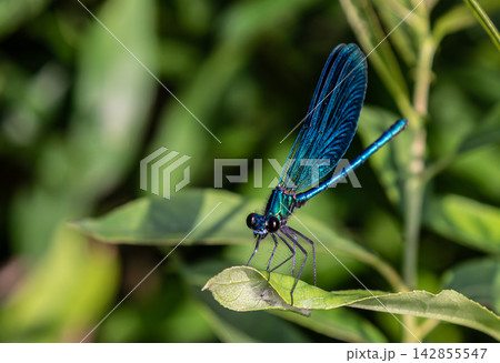 Beautiful Demoiselle perched gracefully on a leaf in a lush garden during a sunny afternoon highlighting its vibrant blue wings Beautiful Demoiselle perched gracefully on a leaf in a lush garden during a sunny afternoon highlighting its vibrant blue wings 142855547