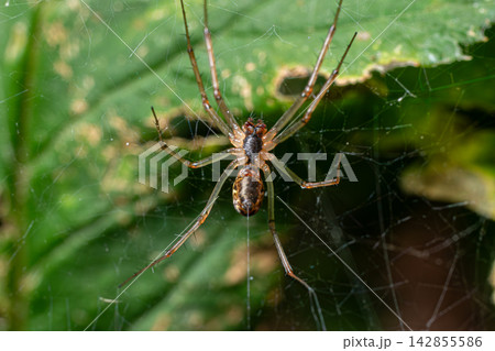 Common candy-stripe spider Enoplognatha ovata resting on a leaf while displaying its web in a lush garden environment during the early morning hours 142855586