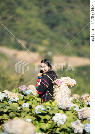 An Asian tourist in traditional hill tribe attire carries a flower basket in a hydrangea field. 142855668
