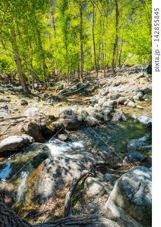 Mountain stream flowing through forest into Chulyshman river in Altai Russia Calm natural watercourse in wilderness valley 142855845