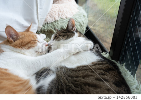 窓辺でくつろぐ二匹の猫 窓辺でくつろぐ二匹の猫 142856083