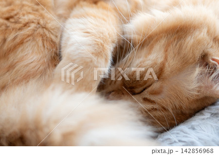 窓辺で眠る猫 茶トラ猫 窓辺で眠る猫 茶トラ猫 142856968