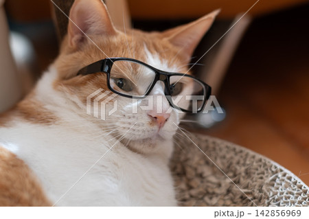 メガネをかけた可愛い猫 茶トラ白 メガネをかけた可愛い猫 茶トラ白 142856969
