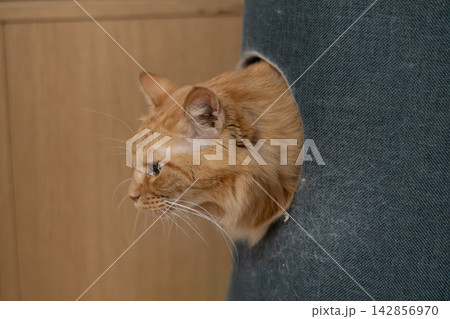 キャットタワーに入った猫 茶トラ猫 キャットタワーに入った猫 茶トラ猫 142856970