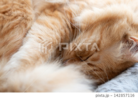 窓辺で眠る猫　茶トラ猫 142857116