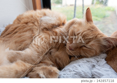 窓辺で眠る猫　茶トラ猫 142857118