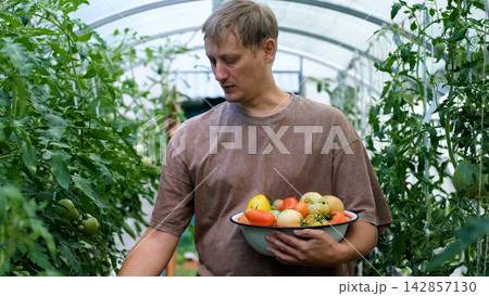 A male farmer stands in a greenhouse holding a large plate of tomatoes. A male farmer stands in a greenhouse holding a large plate of tomatoes. 142857130