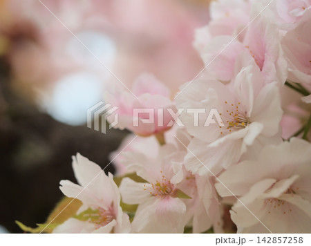 晴れた4月に美しく咲いた白いサトザクラの花「御室有明(オムロアリアケ)」 晴れた4月に美しく咲いた白いサトザクラの花「御室有明(オムロアリアケ)」 142857258