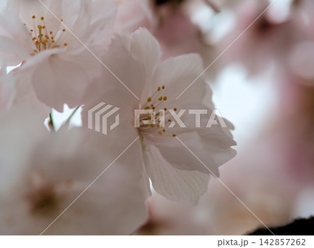 晴れた4月に美しく咲いた白いサトザクラの花「御室有明（オムロアリアケ）」 142857262