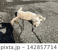 昼寝する猫 142857714