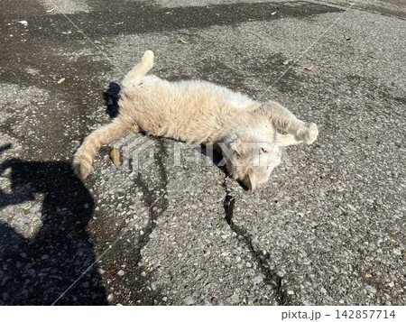 昼寝する猫 昼寝する猫 142857714