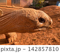 ゾウガメの横顔のアップ 142857810