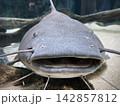 水族館にいるアマゾン川の人食いナマズ　ジャウー 142857812