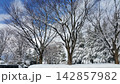 雪の積もる木々 142857982