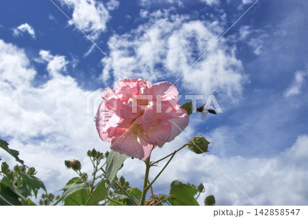 秋空に向かって咲くピンクの酔芙蓉の花 秋空に向かって咲くピンクの酔芙蓉の花 142858547