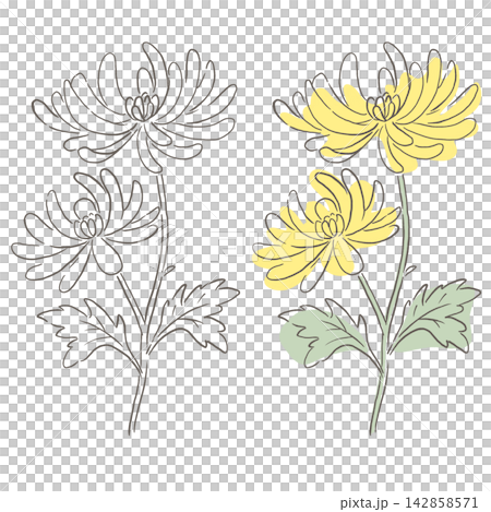 Chrysanthemum illustrations: line art and color set, hand-drawn style botanical material. Chrysanthemum illustrations: line art and color set, hand-drawn style botanical material. 142858571