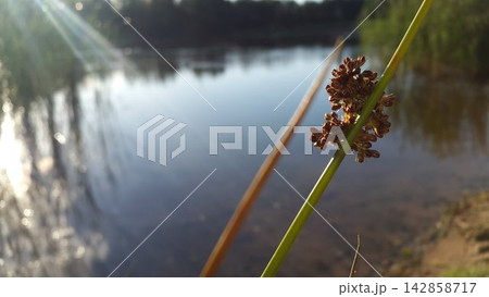 Close-up of Wild Juncus Conglomeratus Sedge Flower on Lake Shore Close-up of Wild Juncus Conglomeratus Sedge Flower on Lake Shore 142858717