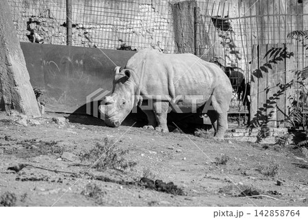 A tranquil rhinoceros in an outdoor enclosure 142858764