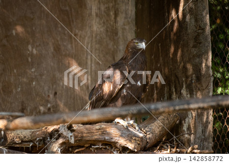 A majestic golden eagle perched on a weathered branch overlooking a zoo or wildlife sanctuary 142858772
