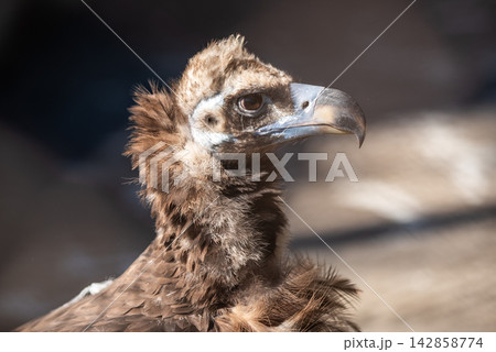 A detailed close-up portrait showcasing a white-backed vulture facing right, positioned in a side profile A detailed close-up portrait showcasing a white-backed vulture facing right, positioned in a side profile 142858774