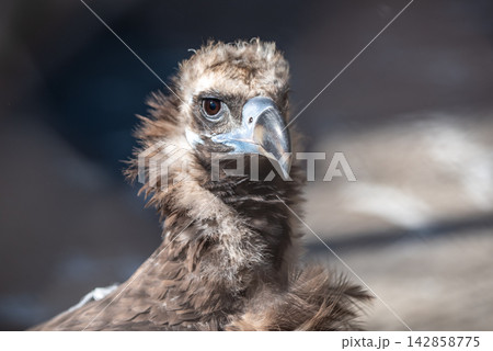 A close-up portrait of a juvenile vulture in a natural setting, focusing on its head and upper neck with blurred background A close-up portrait of a juvenile vulture in a natural setting, focusing on its head and upper neck with blurred background 142858775