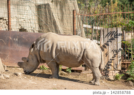 A massive white rhinoceros standing confidently in profile within a zoo enclosure. A massive white rhinoceros standing confidently in profile within a zoo enclosure. 142858788
