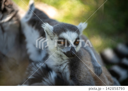A close-up photograph featuring a ring-tailed lemur in a natural outdoor setting A close-up photograph featuring a ring-tailed lemur in a natural outdoor setting 142858793