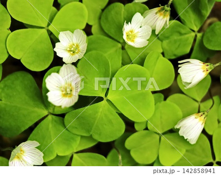 White Wood Sorrel Flowers Blooming Among Heart Shaped Green Leaves White Wood Sorrel Flowers Blooming Among Heart Shaped Green Leaves 142858941