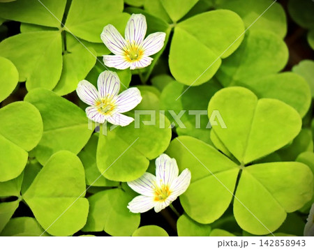 Three White Wood Sorrel Flowers With Purple Vein Detail 142858943