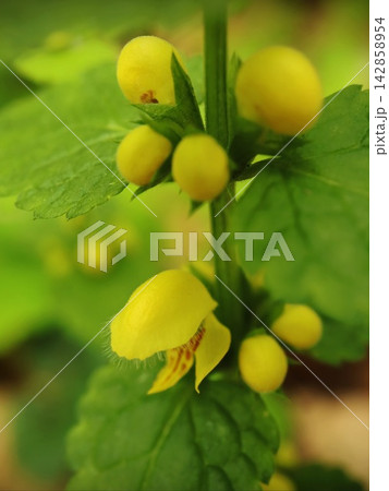 Yellow Rattle Wildflowers Blooming on Green Stem Macro Close Up Yellow Rattle Wildflowers Blooming on Green Stem Macro Close Up 142858954
