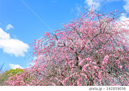 春の訪れを告げる美しい梅の花 春の訪れを告げる美しい梅の花 142859036