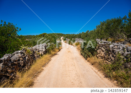 Dirt road winding through olive trees and stone walls under a clear blue sky in a rural landscape next to Gornje Selo, Croatia 142859147