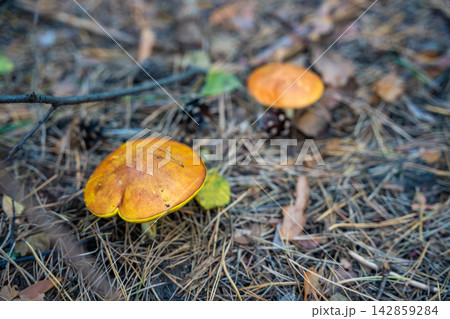 Suillus mushrooms growing among pine needles on forest floor. Wild boletes represent mushroom season, foraging and autumn forest ecosystem 142859284