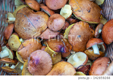 Freshly picked Suillus mushrooms filling wicker basket in close up. Abundant wild mushroom harvest represents seasonal foraging and natural food gathering 142859288