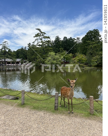 奈良県・東大寺 142859811
