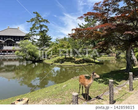 奈良県・東大寺 奈良県・東大寺 142859815