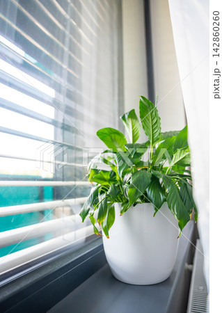 Green houseplant on windowsill beside window blinds with natural light. Home comfort and indoor environment concept for modern living 142860260