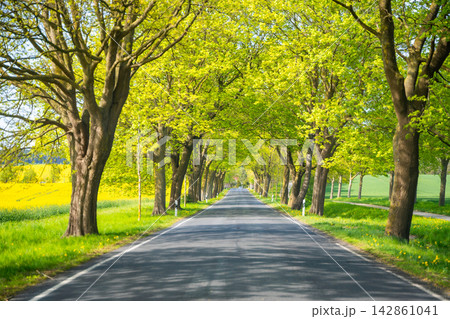 Tree lined road on Ruegen island in Germany during spring season. Travel, transportation and countryside landscape near the Baltic Sea 142861041