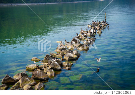 Great cormorants and seagulls resting on coastal breakwater rocks in the Baltic Sea near Sellin on Rugen island, Germany. Peaceful wildlife and marine nature concept. Great cormorants and seagulls resting on coastal breakwater rocks in the Baltic Sea near Sellin on Rugen island, Germany. Peaceful wildlife and marine nature concept. 142861062