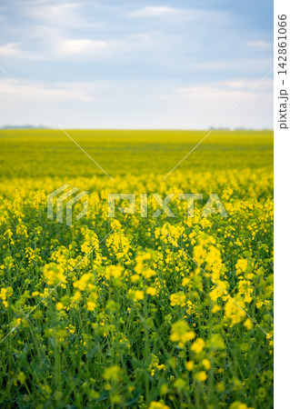 Blooming rapeseed field under soft cloudy sky in spring countryside in Germany. Seasonal agriculture and rural nature landscape. 142861066
