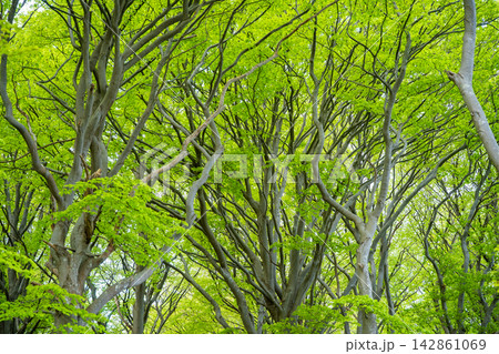 Ancient European beech tree canopy in Jasmund National Park on Rugen island, Germany. Protected old growth forest landscape Ancient European beech tree canopy in Jasmund National Park on Rugen island, Germany. Protected old growth forest landscape 142861069