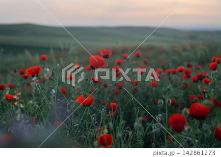 Close-Up Red Poppies in Golden Hour with Dreamy Artistic Bokeh, Cinematic Spring Nature. Vintage Helios lens. Close-Up Red Poppies in Golden Hour with Dreamy Artistic Bokeh, Cinematic Spring Nature. Vintage Helios lens. 142861273