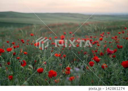Close-Up Red Poppies in Golden Hour with Dreamy Artistic Bokeh, Cinematic Spring Nature. Vintage Helios lens. Close-Up Red Poppies in Golden Hour with Dreamy Artistic Bokeh, Cinematic Spring Nature. Vintage Helios lens. 142861274