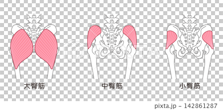Gluteus maximus, gluteus medius, gluteus minimus; bones around the pelvis; hip joint Gluteus maximus, gluteus medius, gluteus minimus; bones around the pelvis; hip joint 142861287