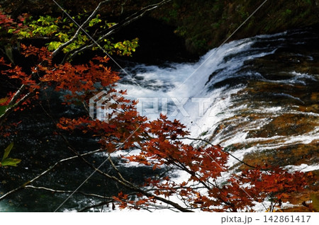 秋の長野県山ノ内町の奥志賀高原樹林帯では赤や黄色の紅葉が入り組んで変化に富んだ光景が見られます。 142861417