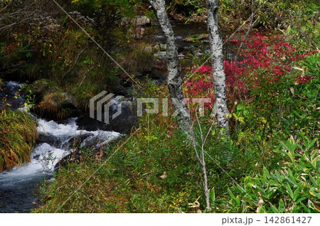 秋の長野県山ノ内町の奥志賀高原樹林帯では赤や黄色の紅葉が入り組んで変化に富んだ光景が見られます。 142861427